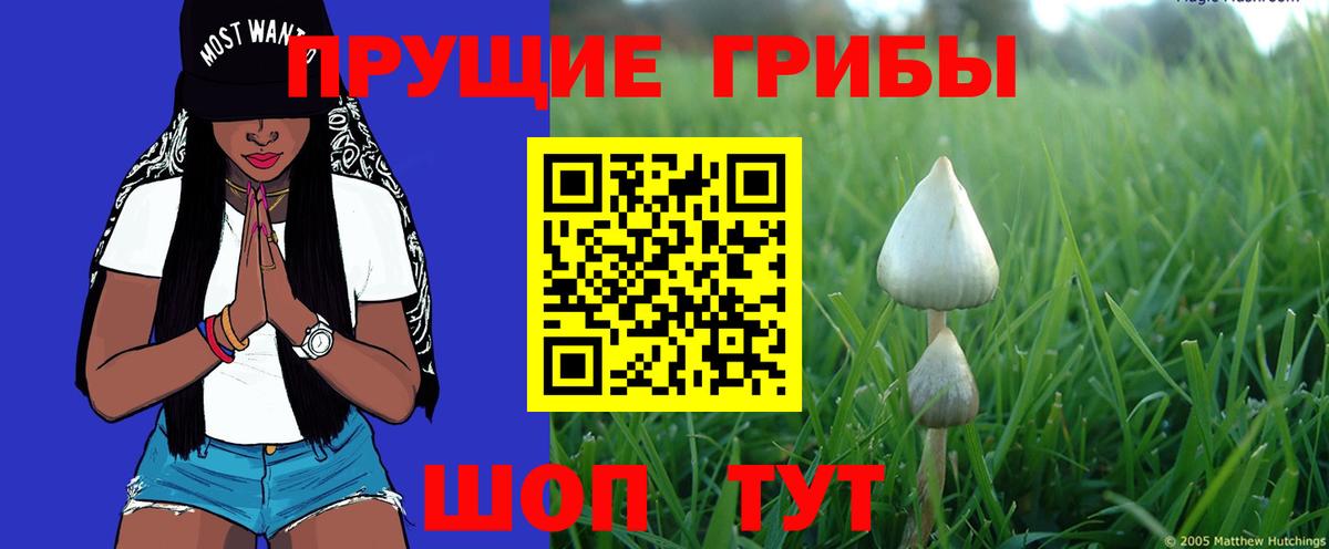 Псилоцибиновые грибы прущие грибы  Вход с VPN  Фрязино  Галлюциногенные грибы мицелий 